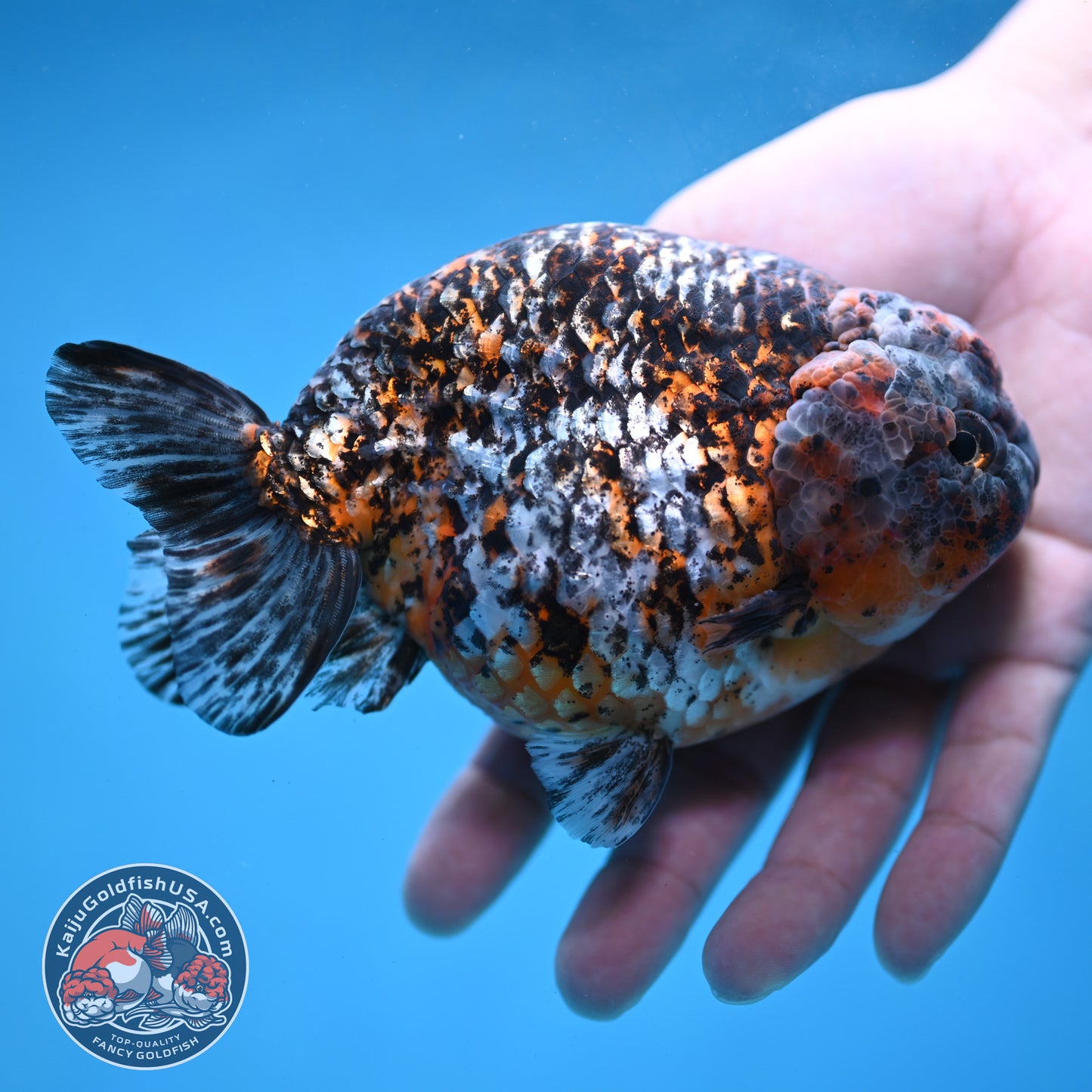 Jumbo Kirin Ranchu 5 inch Body (260220_RC09)