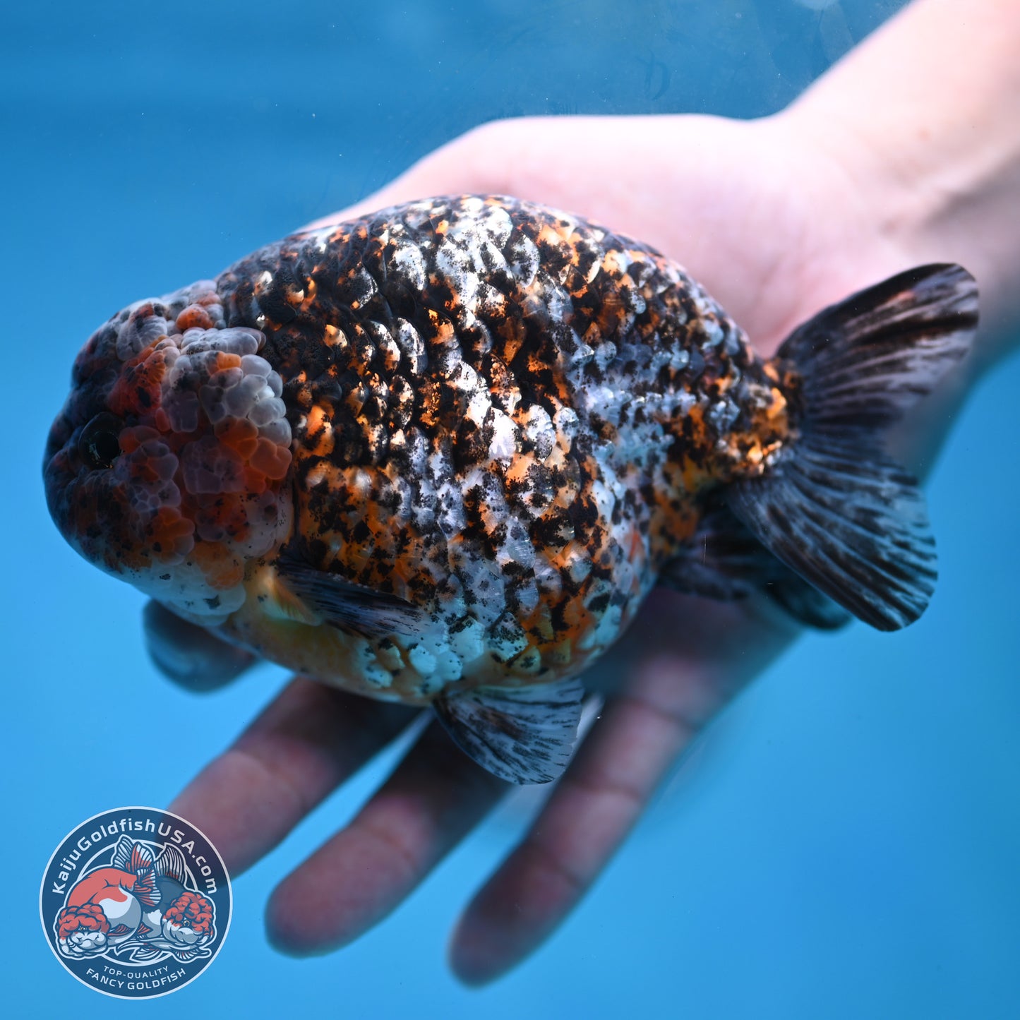 Jumbo Kirin Ranchu 5 inch Body (260220_RC09)