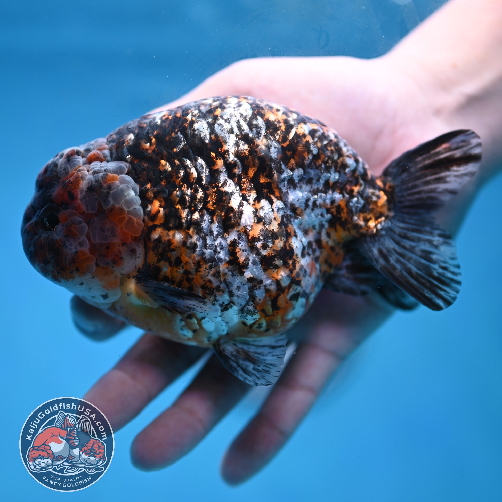 Jumbo Kirin Ranchu 5 inch Body (260220_RC09)