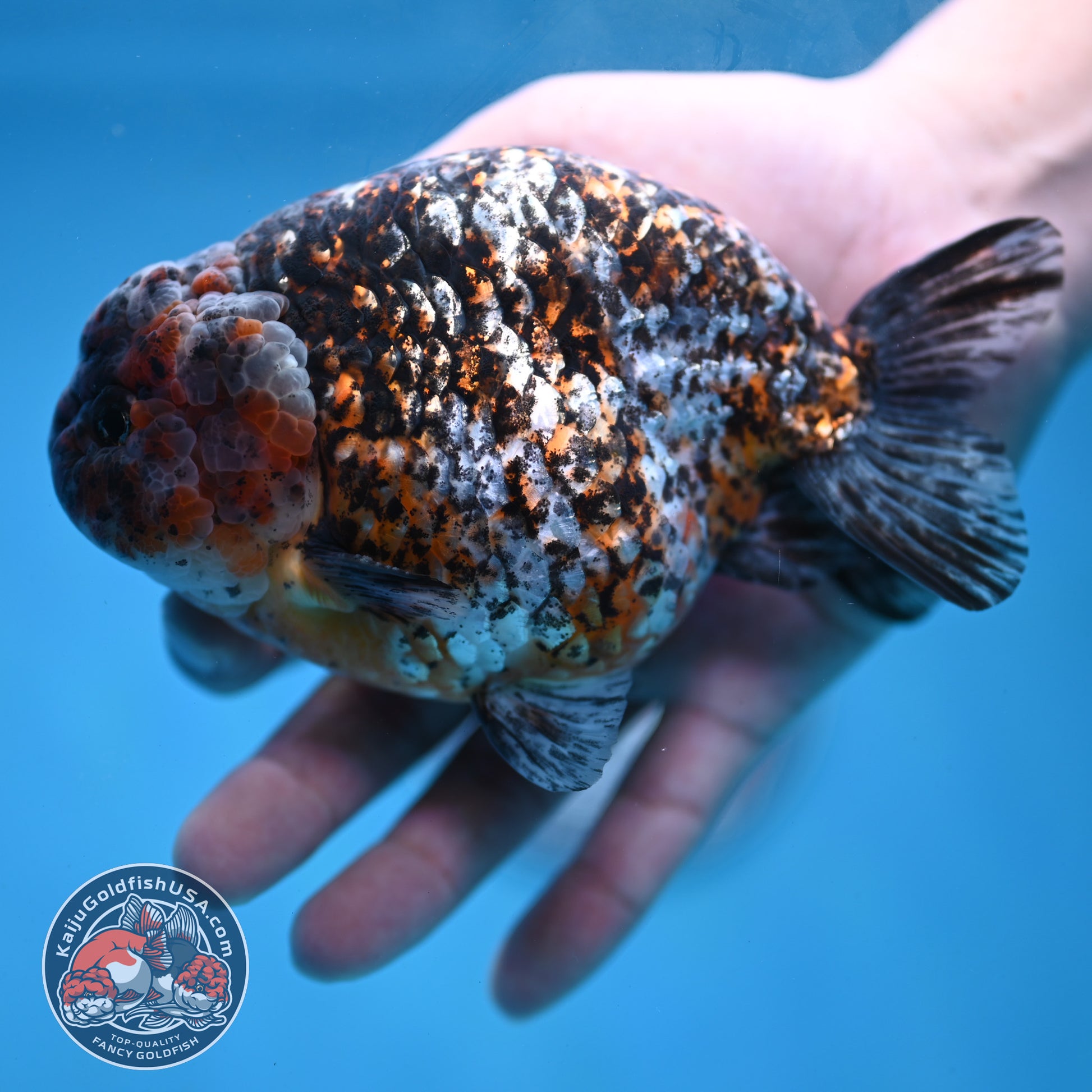 Jumbo Kirin Ranchu 5 inch Body (260220_RC09)