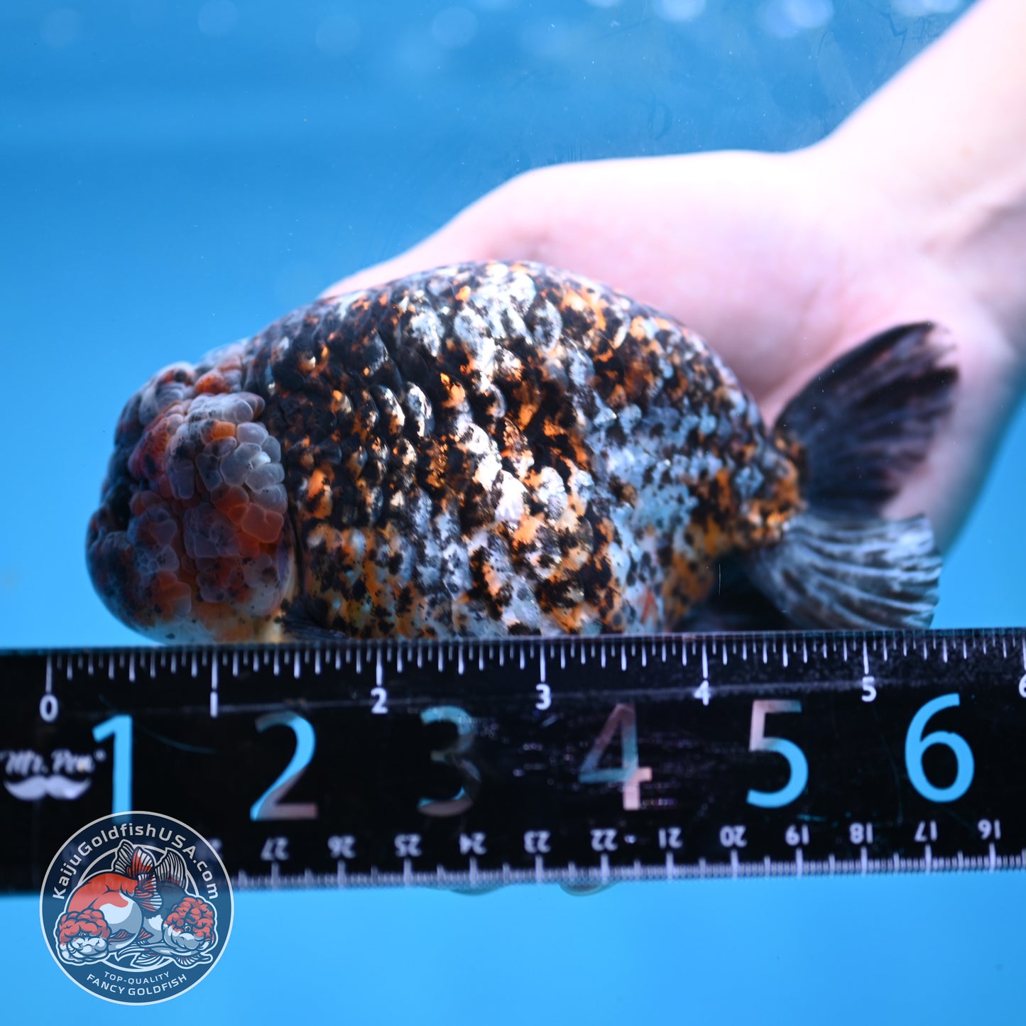 Jumbo Kirin Ranchu 5 inch Body (260220_RC09)