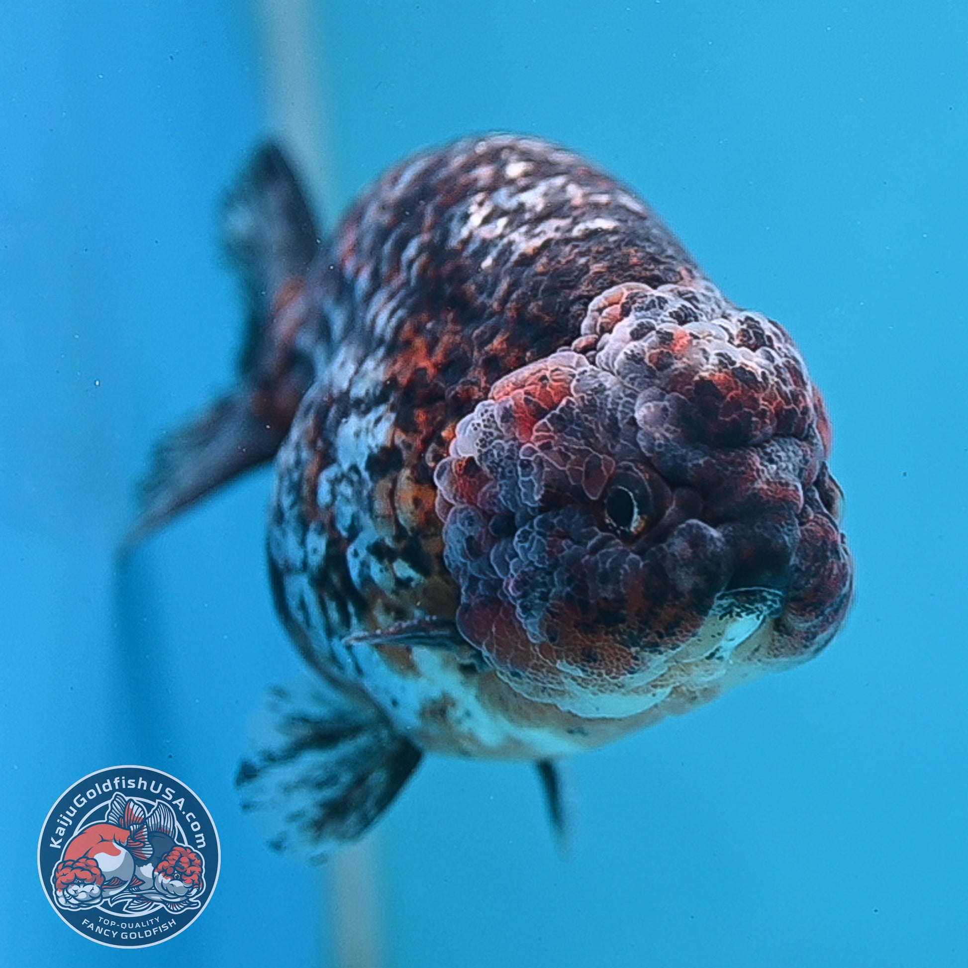 Jumbo Kirin Ranchu 5 inch Body (260220_RC09)