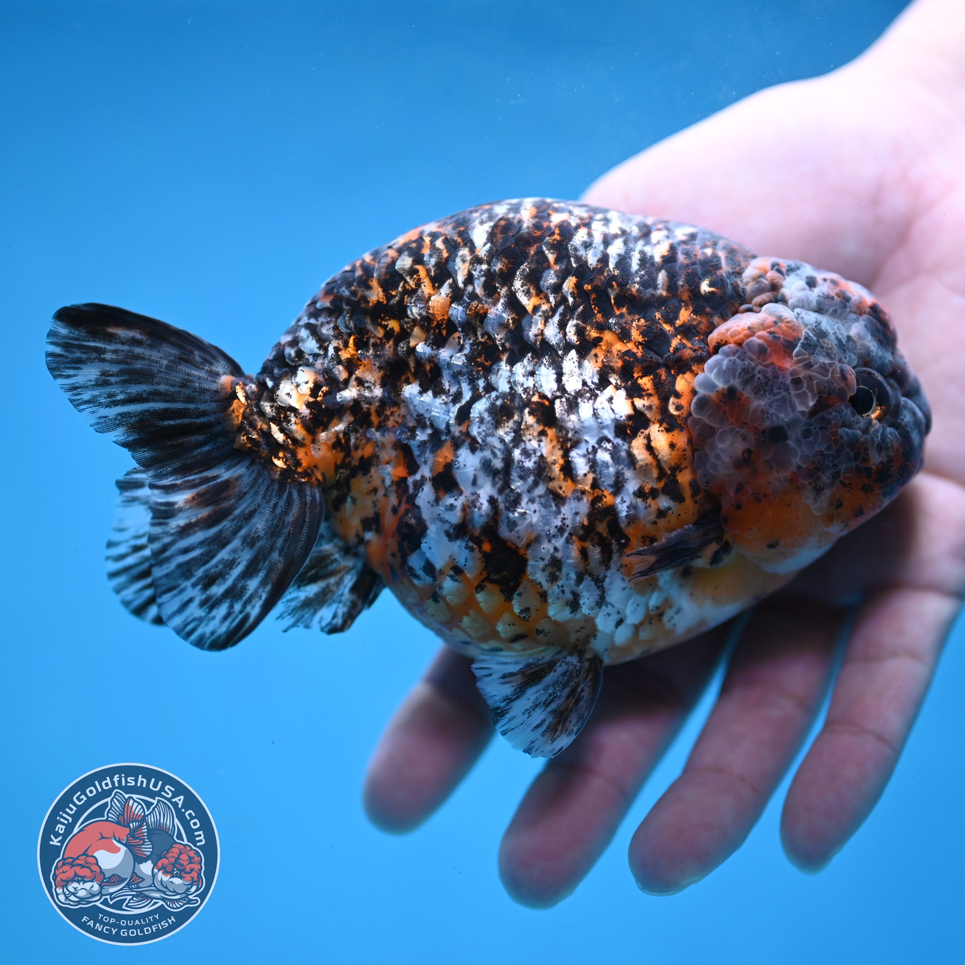 Jumbo Kirin Ranchu 5 inch Body (260220_RC09)
