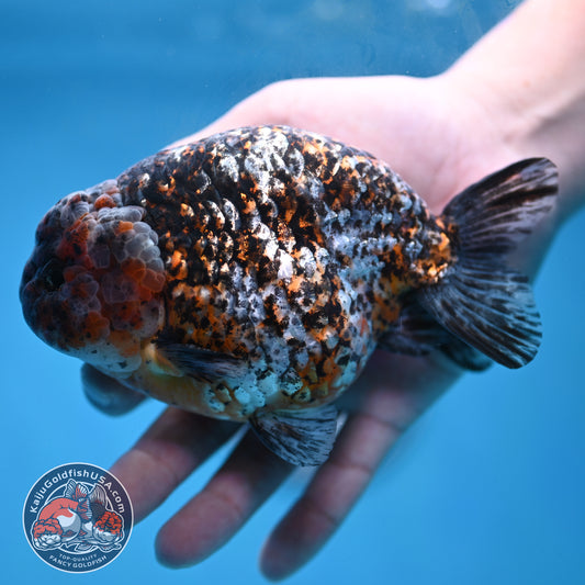 Jumbo Kirin Ranchu 5 inch Body (260220_RC09)
