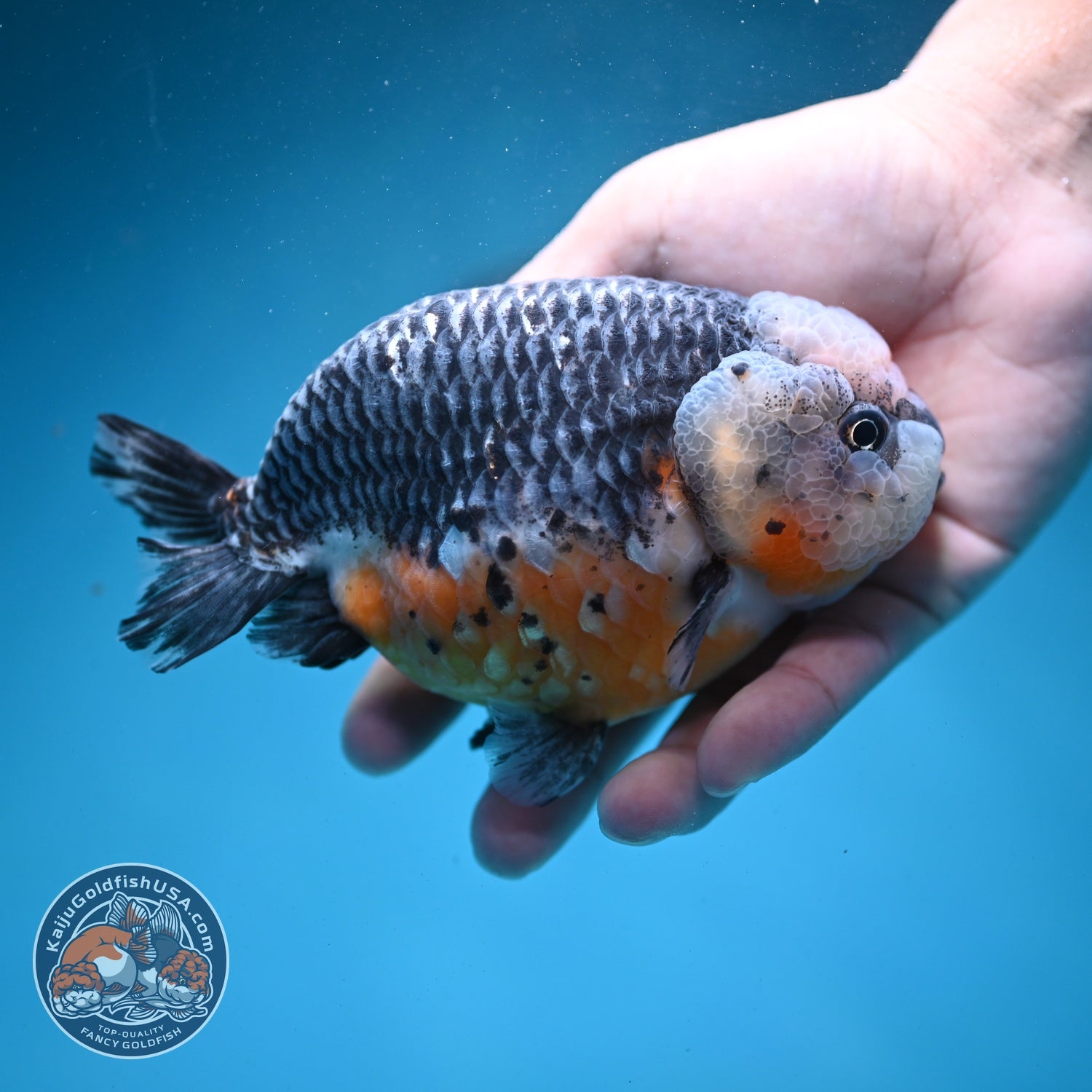 Jumbo Kirin Ranchu 5 inch Body (260619_RC01)