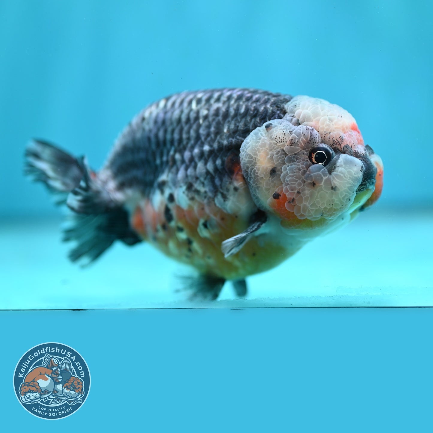 Jumbo Kirin Ranchu 5 inch Body (260619_RC01)
