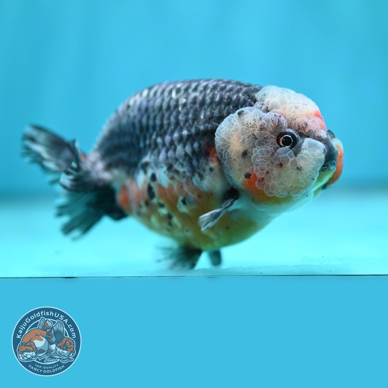 Jumbo Kirin Ranchu 5 inch Body (260619_RC01)