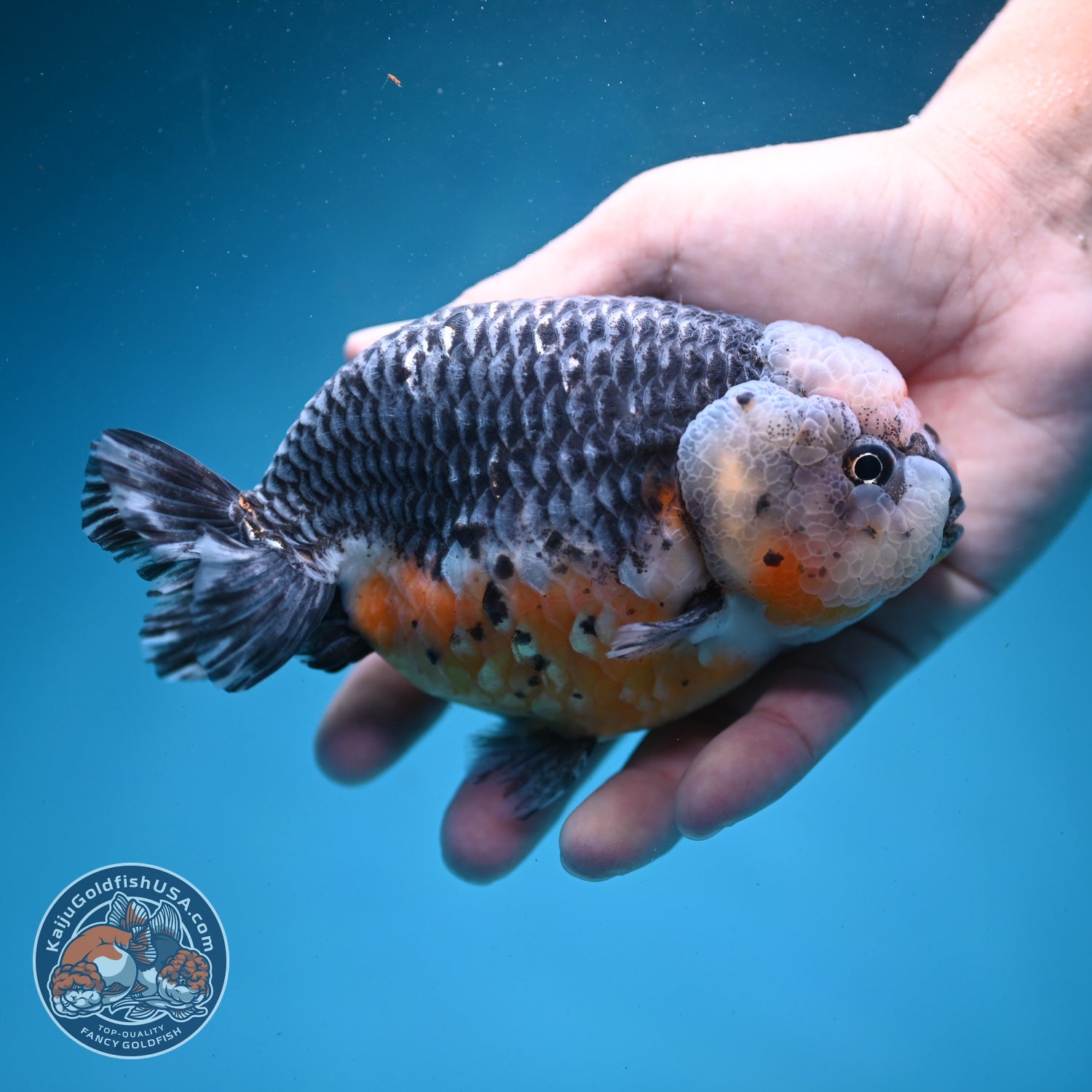 Jumbo Kirin Ranchu 5 inch Body (260619_RC01)