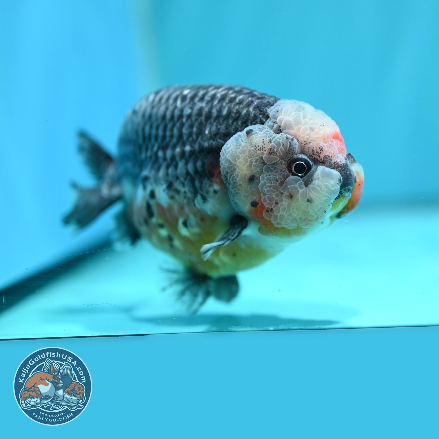 Jumbo Kirin Ranchu 5 inch Body (260619_RC01)