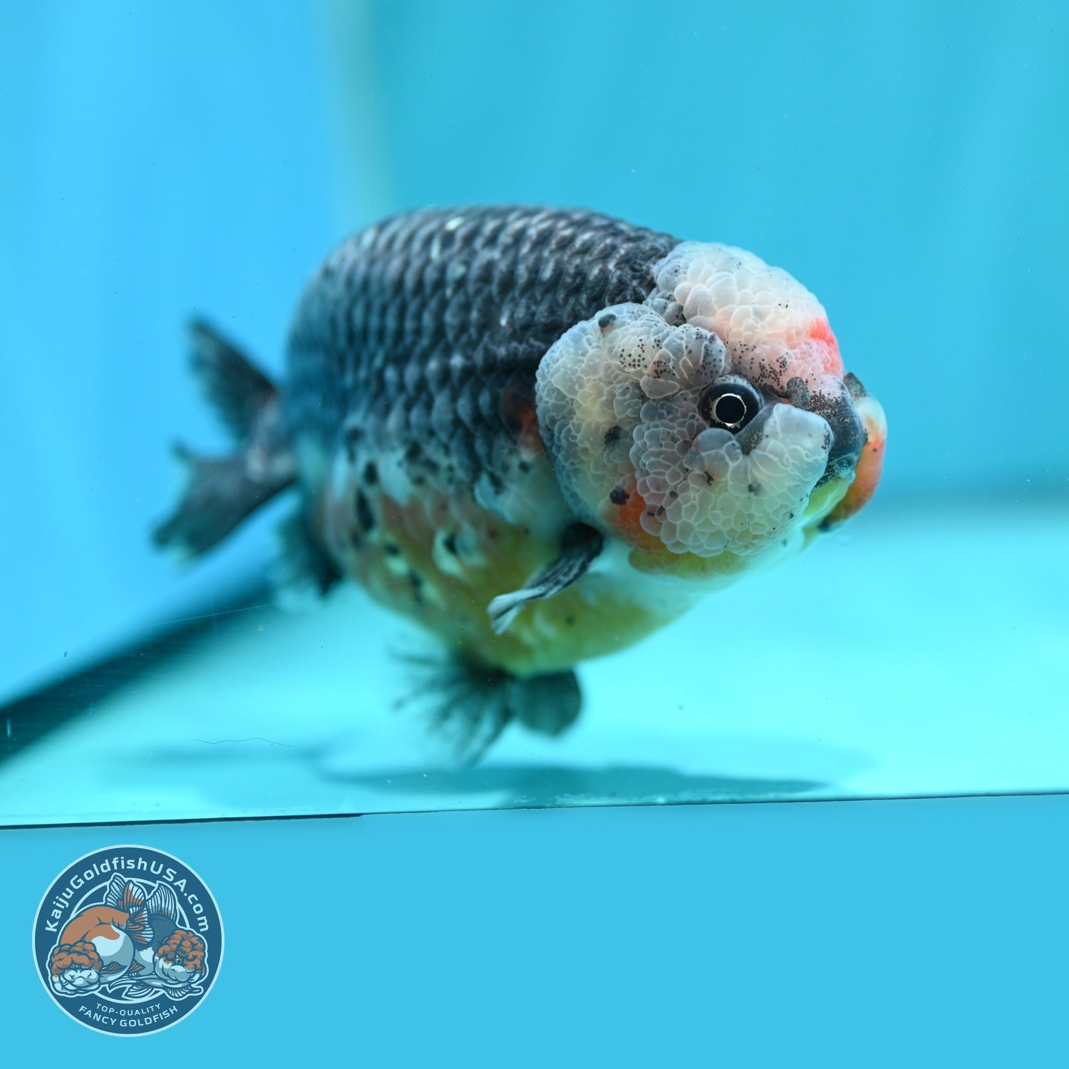 Jumbo Kirin Ranchu 5 inch Body (260619_RC01)