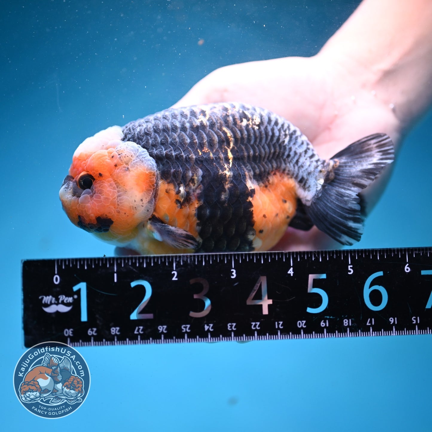 Jumbo Kirin Ranchu 5 inch Body (260619_RC01)