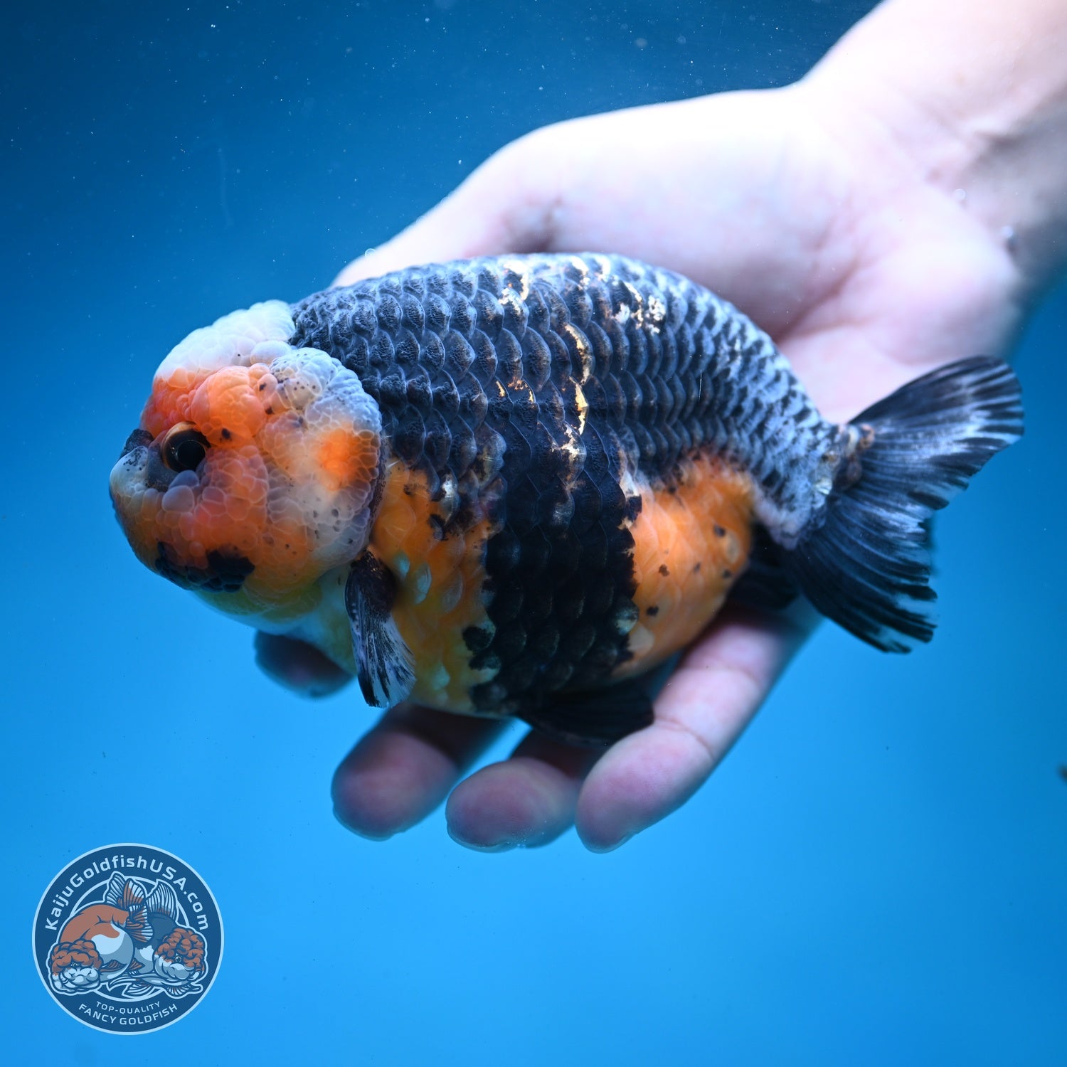 Jumbo Kirin Ranchu 5 inch Body (260619_RC01)