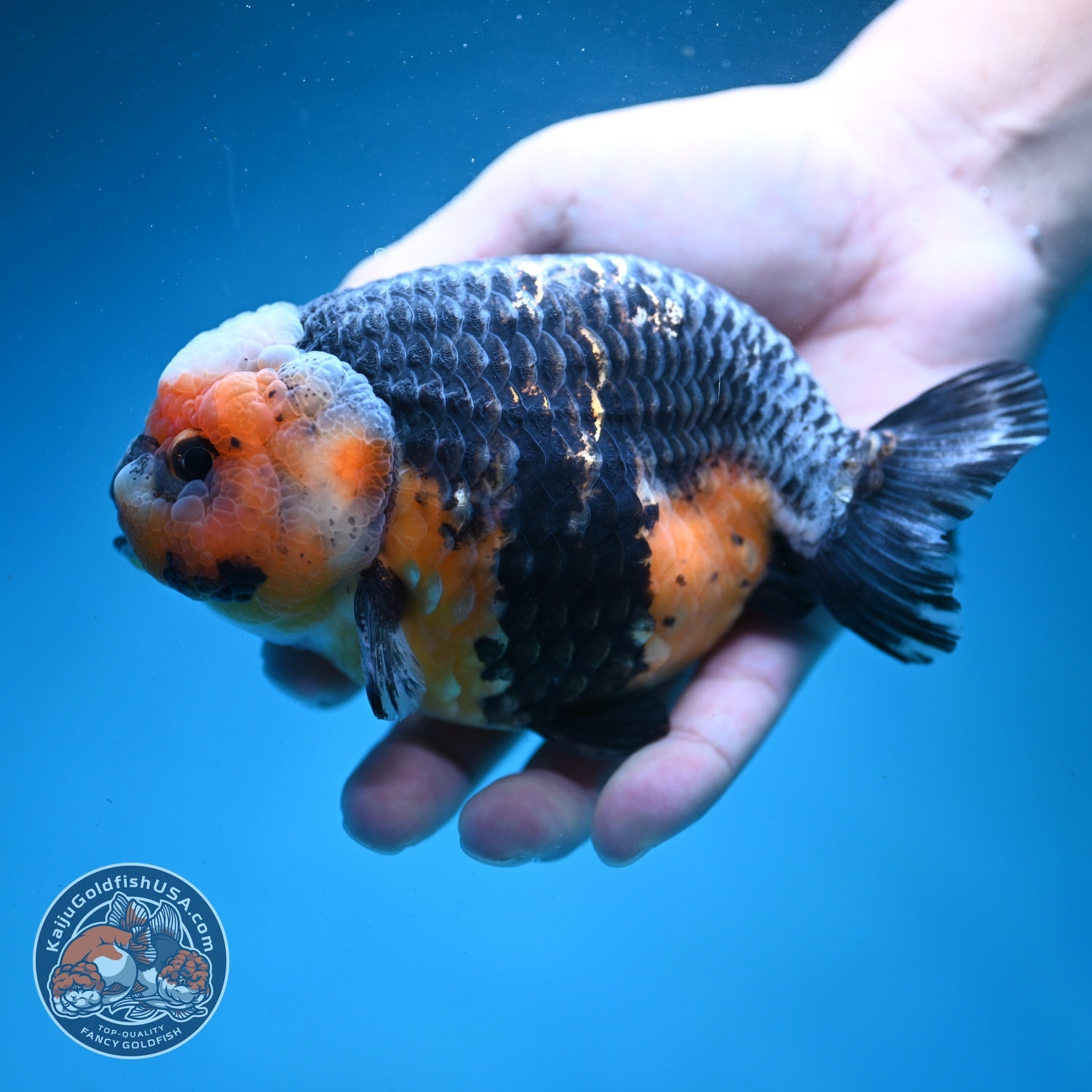 Jumbo Kirin Ranchu 5 inch Body (260619_RC01)