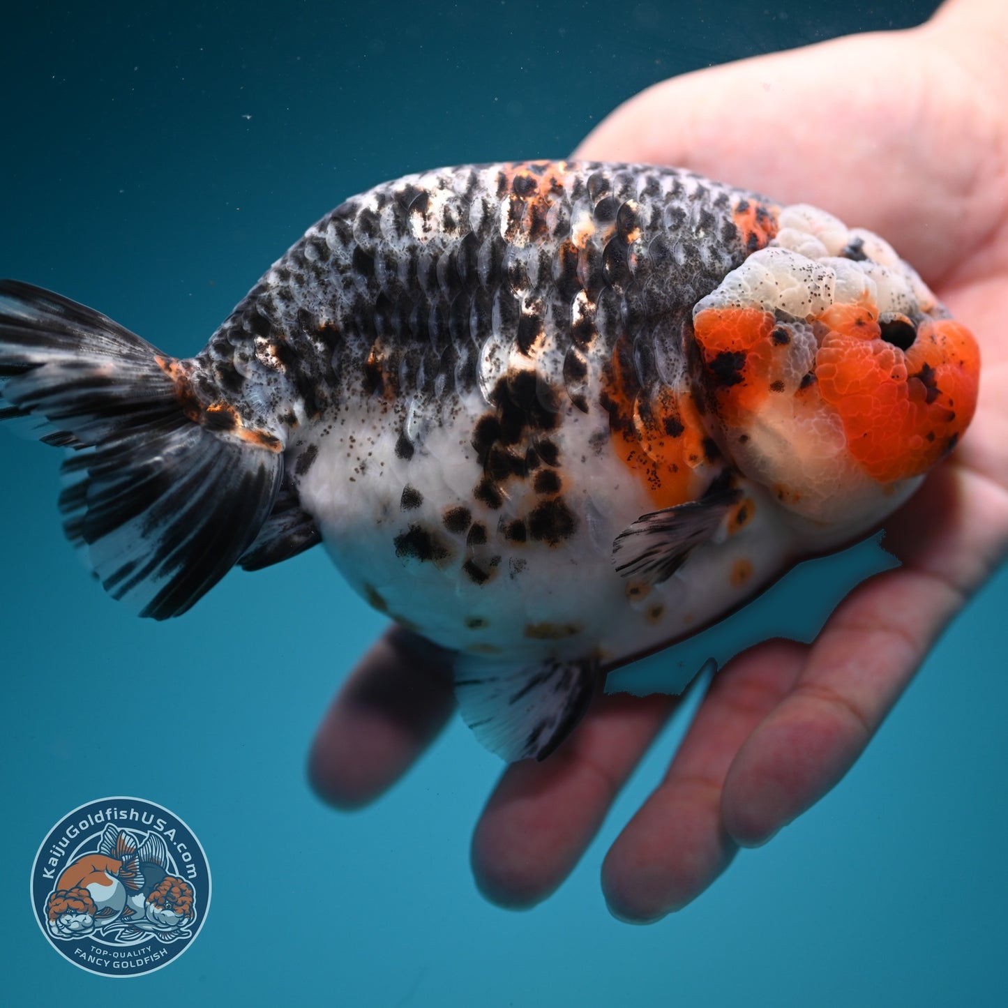 Jumbo Kirin Ranchu 5 inch Body (260619_RC05)