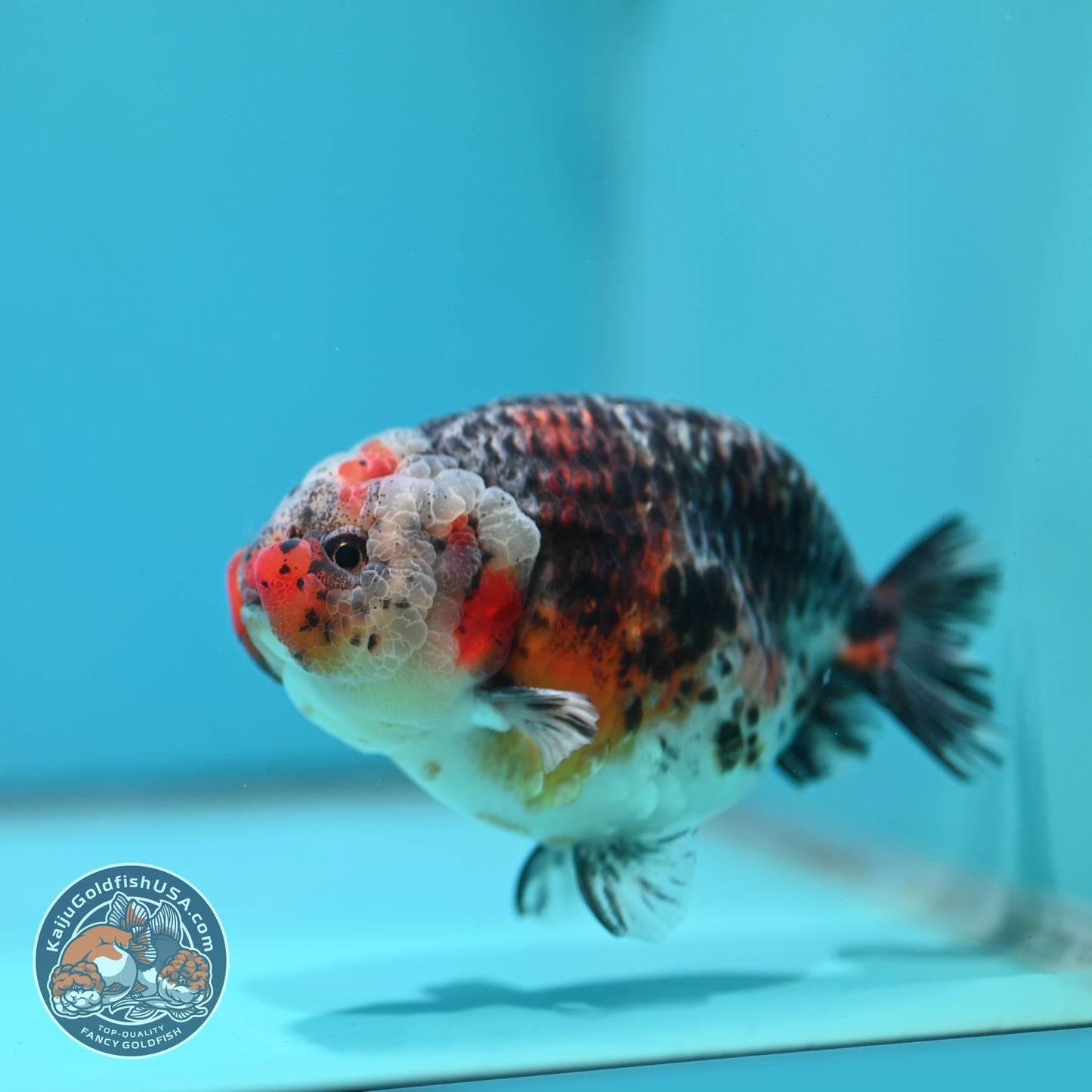 Jumbo Kirin Ranchu 5 inch Body (260619_RC05)