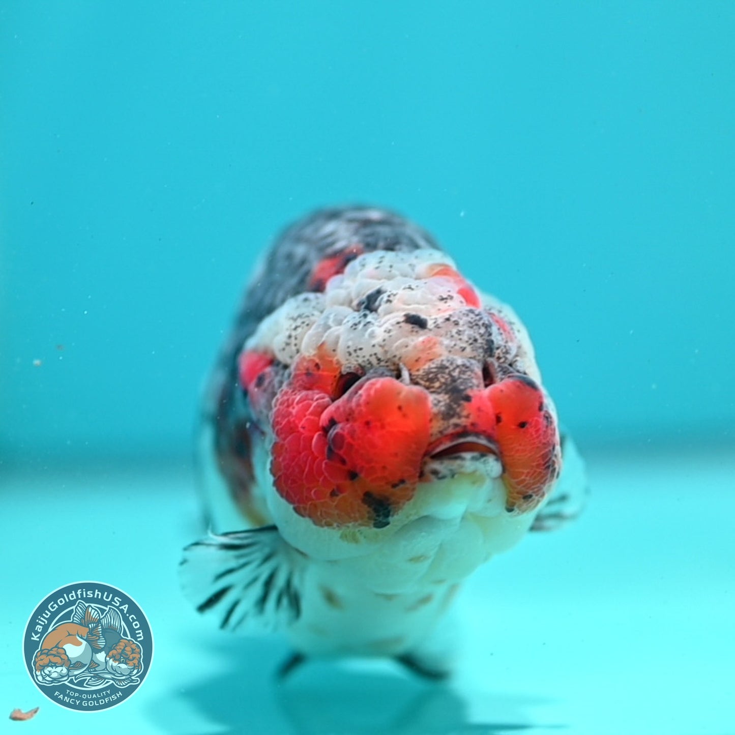 Jumbo Kirin Ranchu 5 inch Body (260619_RC05)