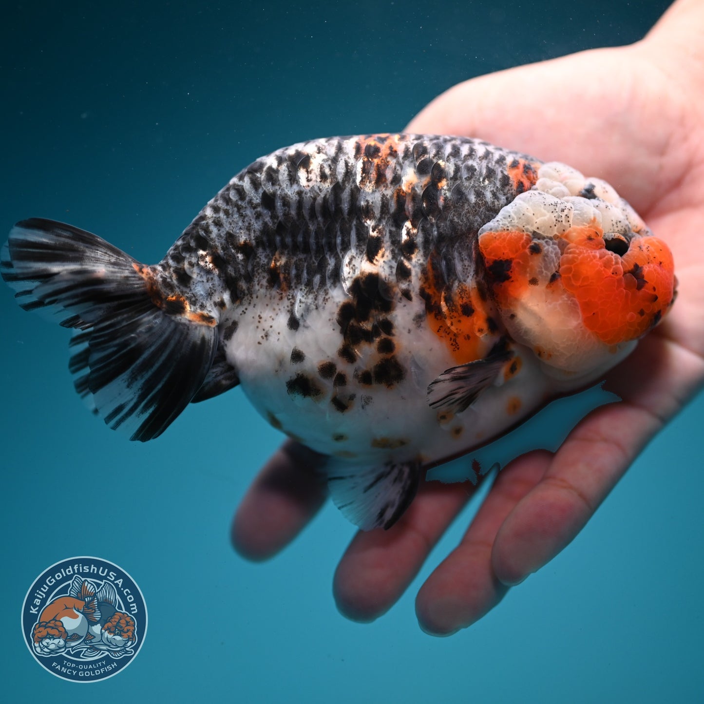 Jumbo Kirin Ranchu 5 inch Body (260619_RC05)