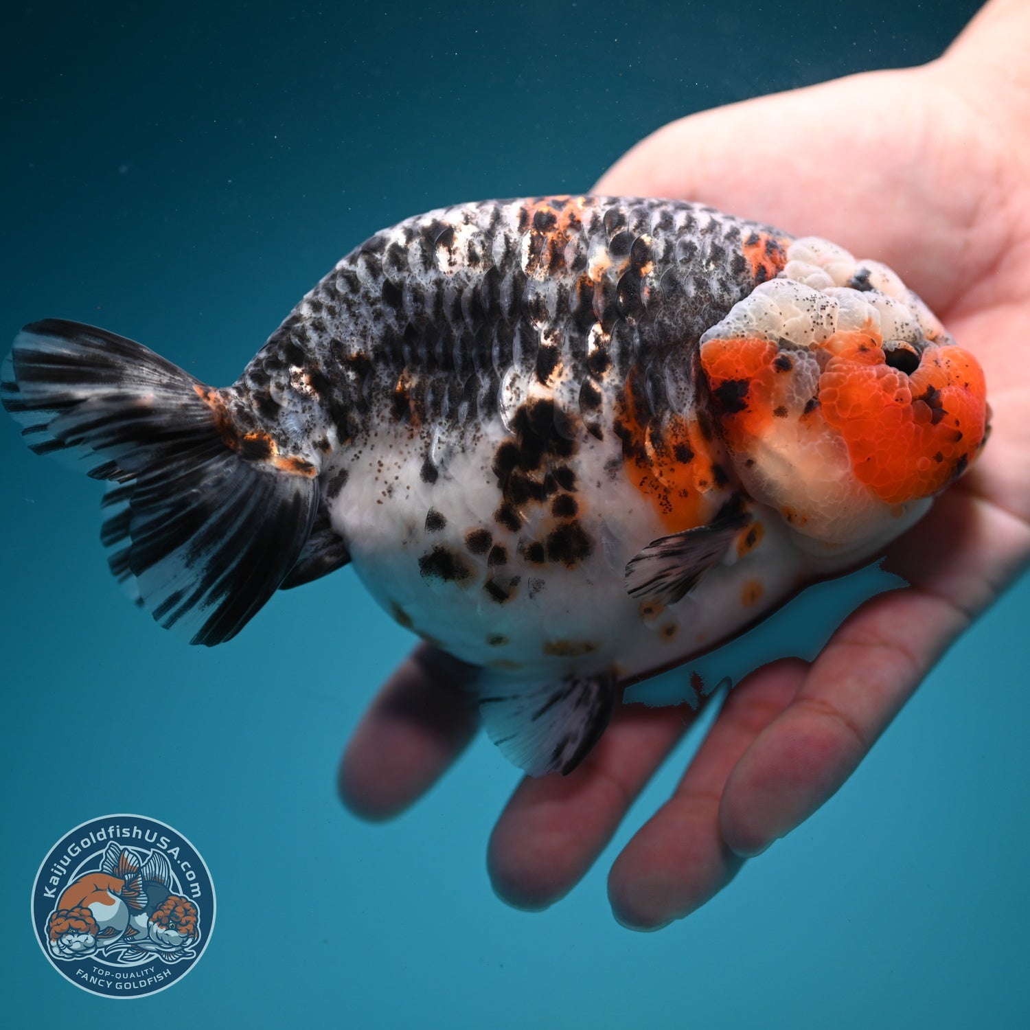 Jumbo Kirin Ranchu 5 inch Body (260619_RC05)