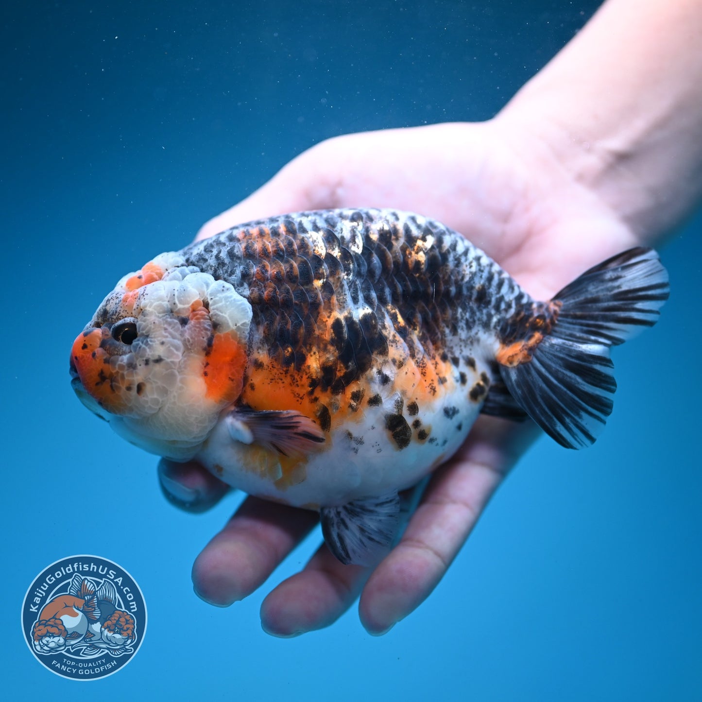 Jumbo Kirin Ranchu 5 inch Body (260619_RC05)