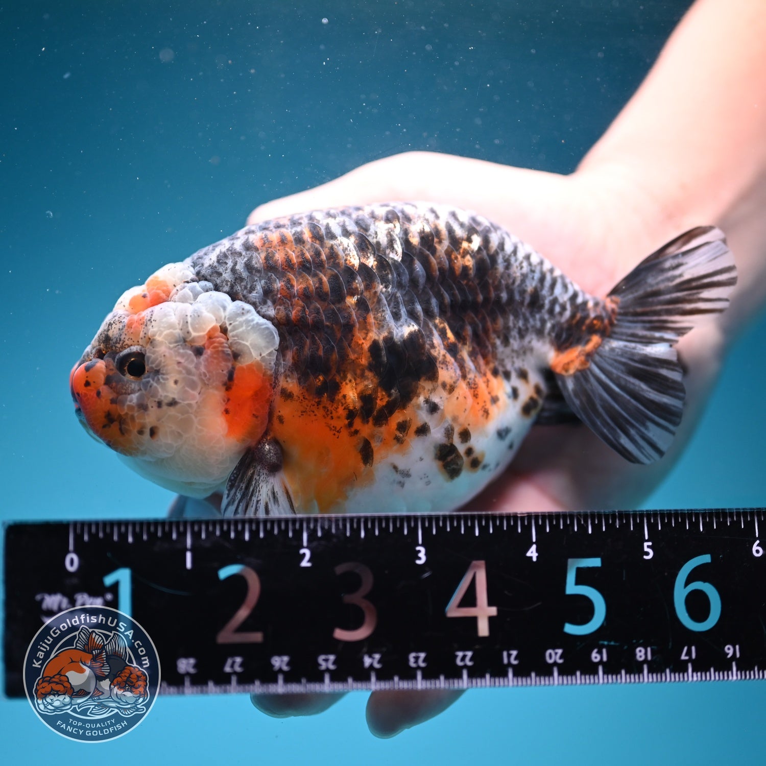 Jumbo Kirin Ranchu 5 inch Body (260619_RC05)