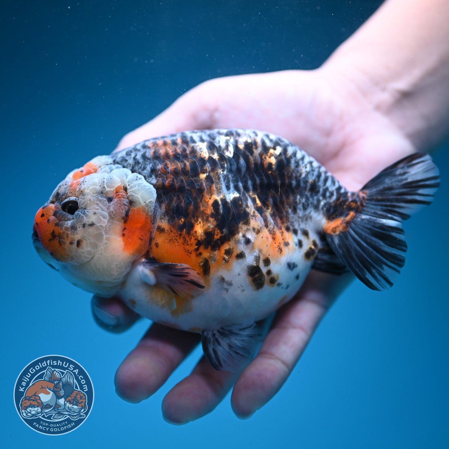 Jumbo Kirin Ranchu 5 inch Body (260619_RC05)