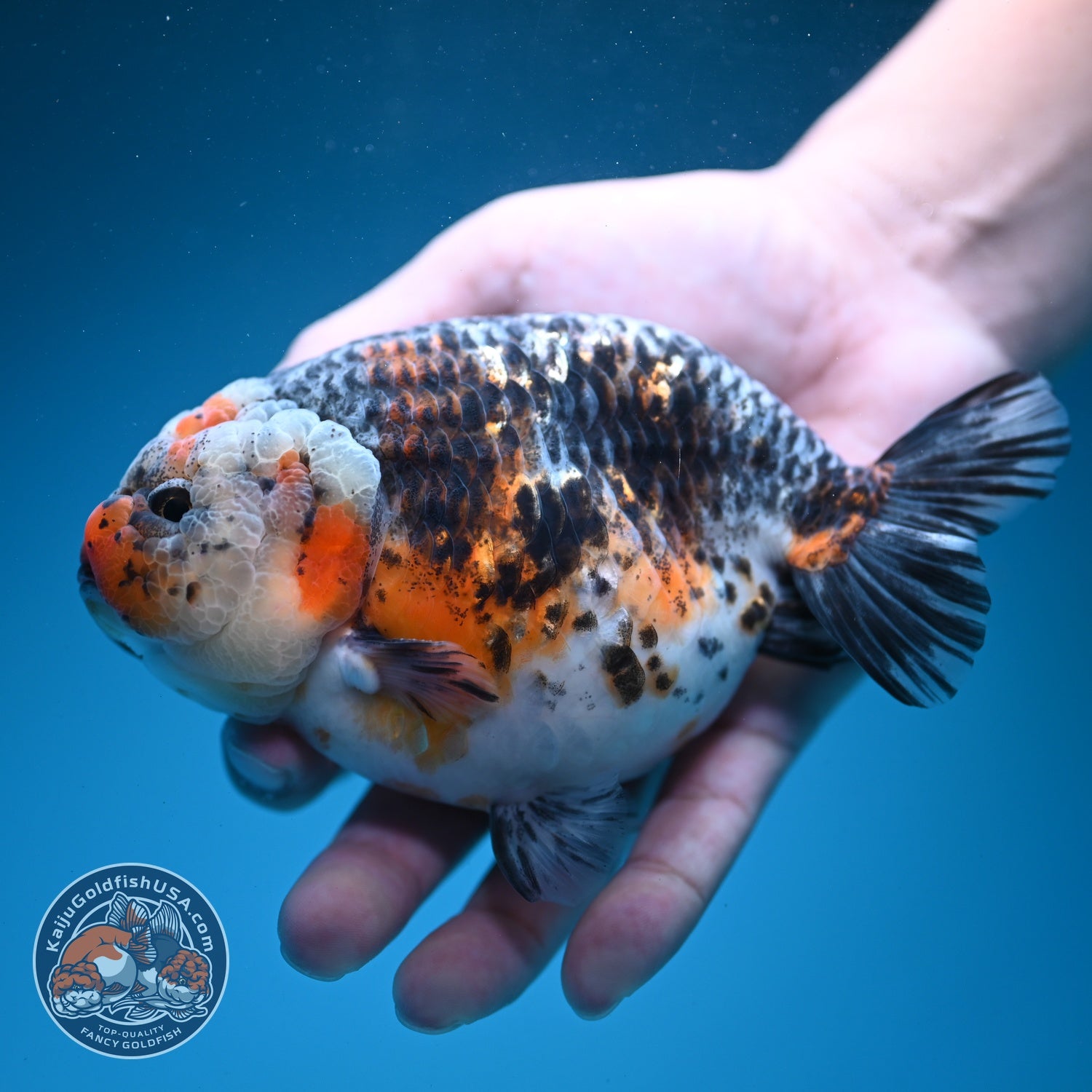 Jumbo Kirin Ranchu 5 inch Body (260619_RC05)