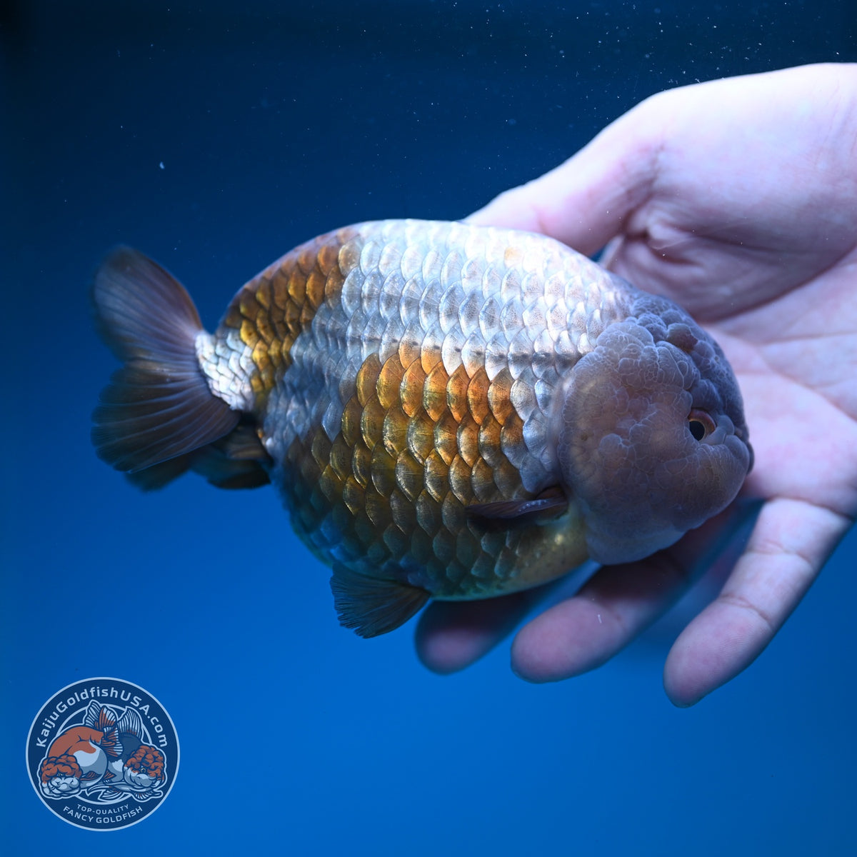 Jumbo Lavander Ranchu 5 inch Body (261002_RC01)