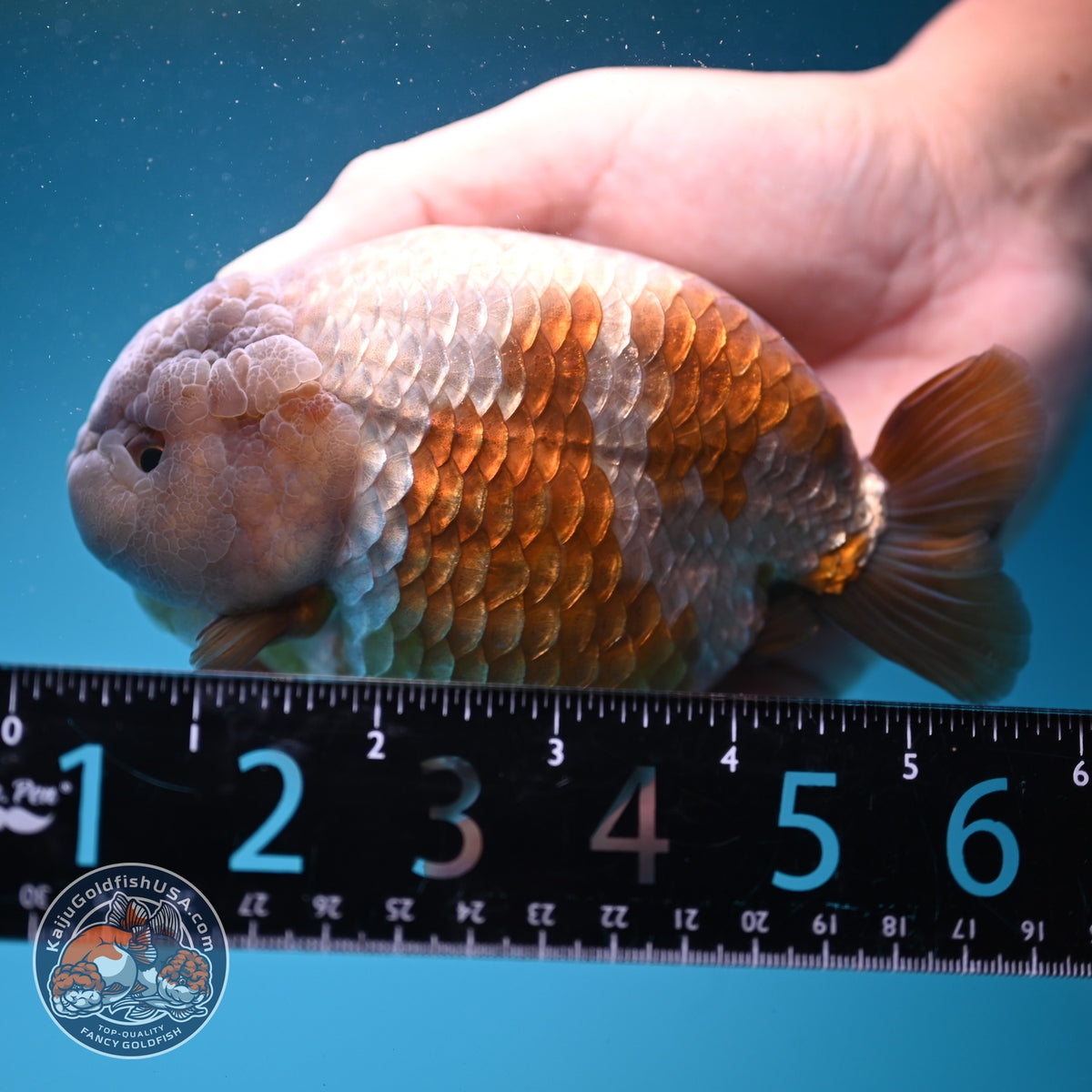 Jumbo Lavander Ranchu 5 inch Body (261002_RC01)
