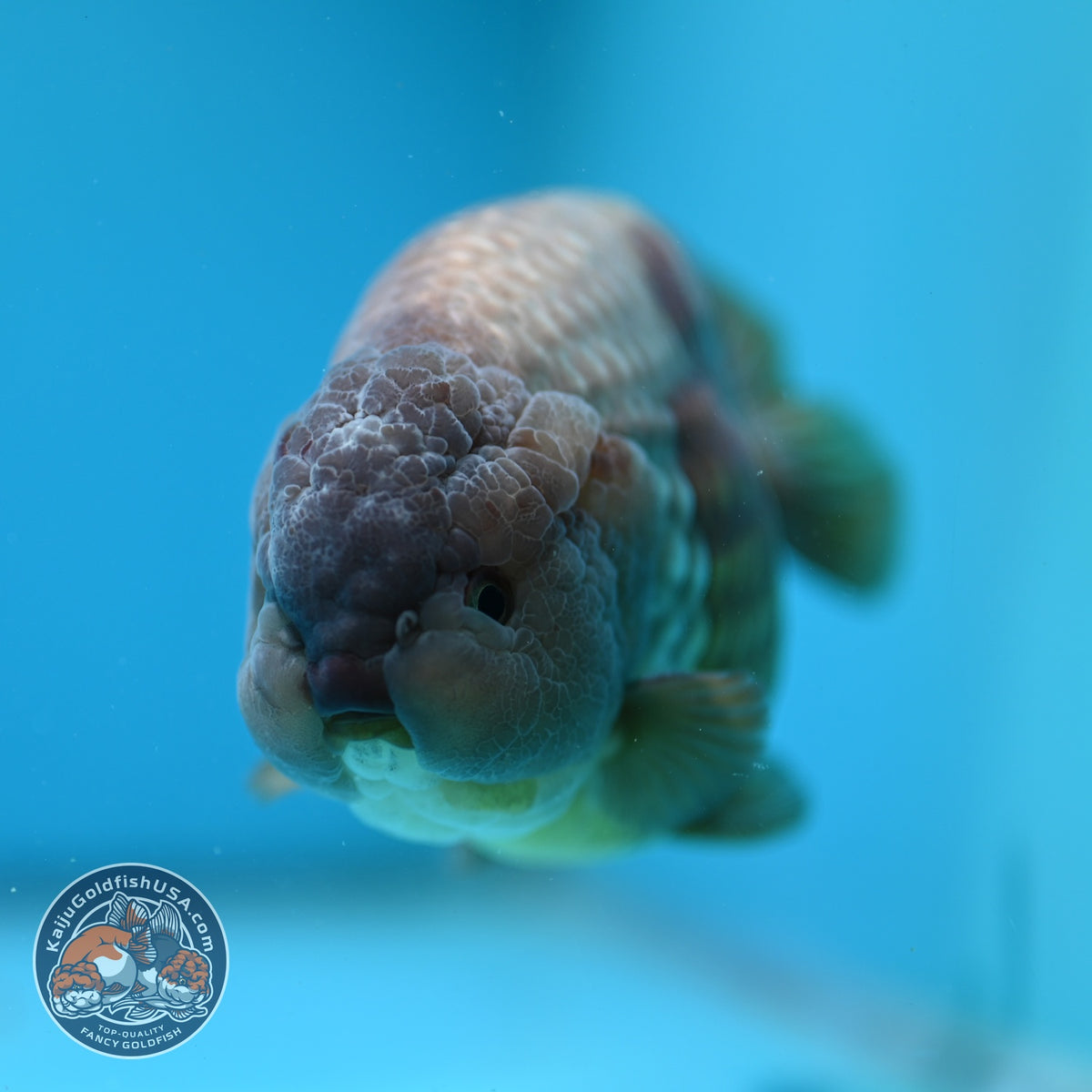 Jumbo Lavander Ranchu 5 inch Body (261002_RC01)