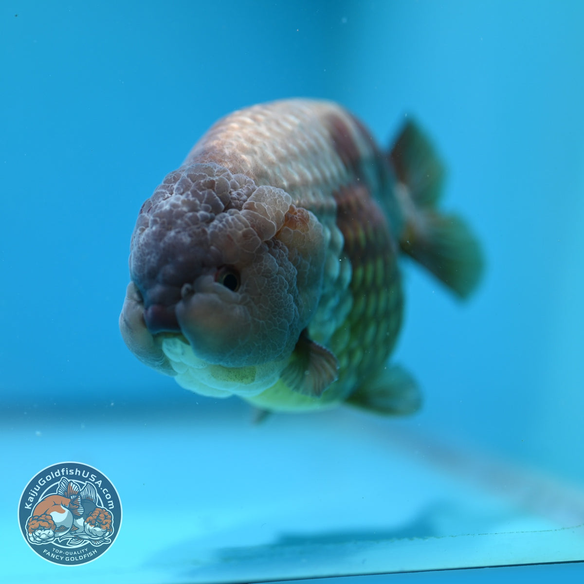 Jumbo Lavander Ranchu 5 inch Body (261002_RC01)