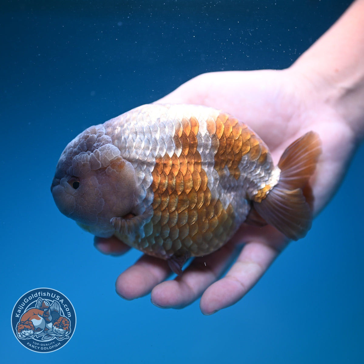 Jumbo Lavander Ranchu 5 inch Body (261002_RC01)