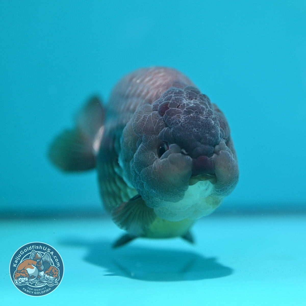 Jumbo Lavander Ranchu 5 inch Body (261002_RC01)