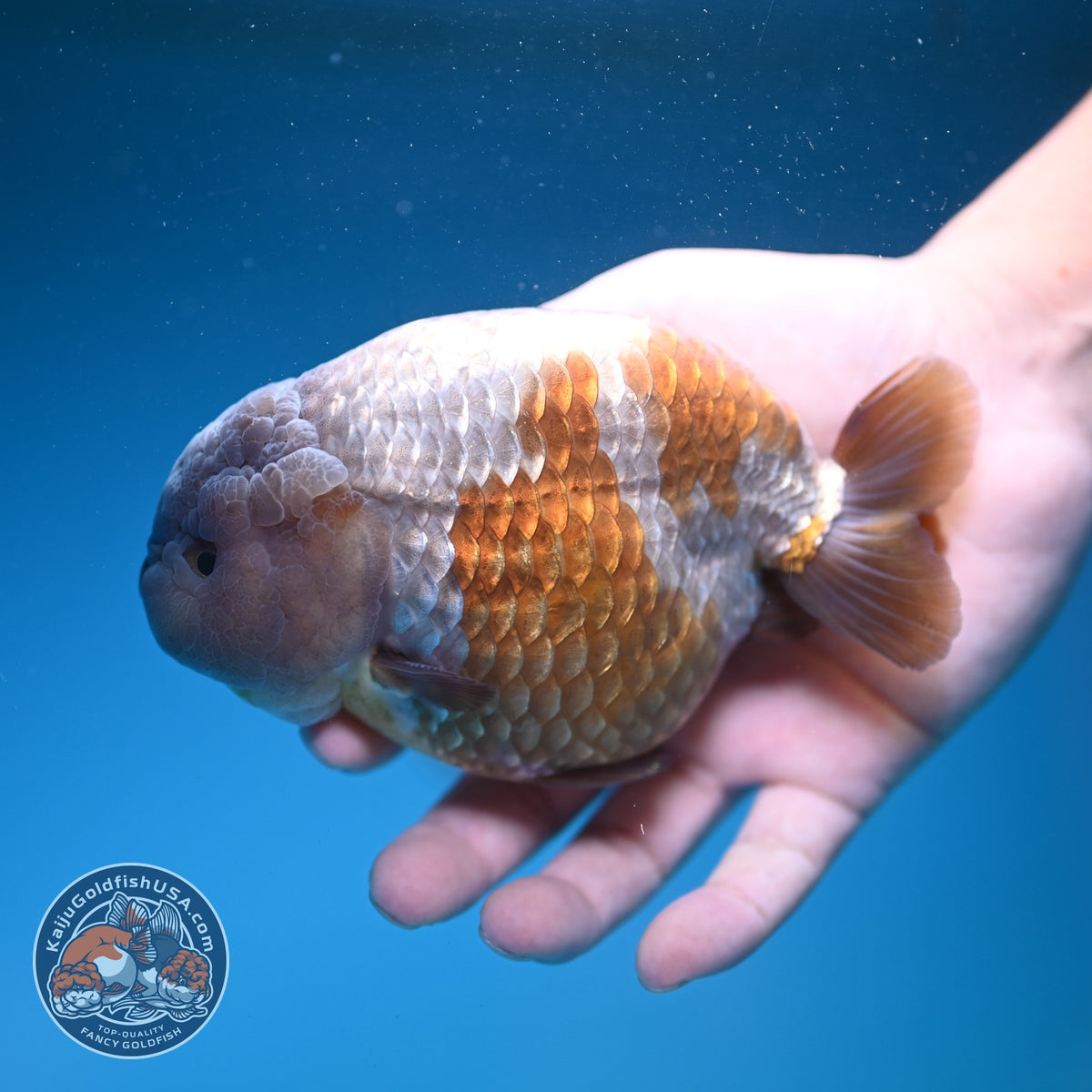 Jumbo Lavander Ranchu 5 inch Body (261002_RC01)