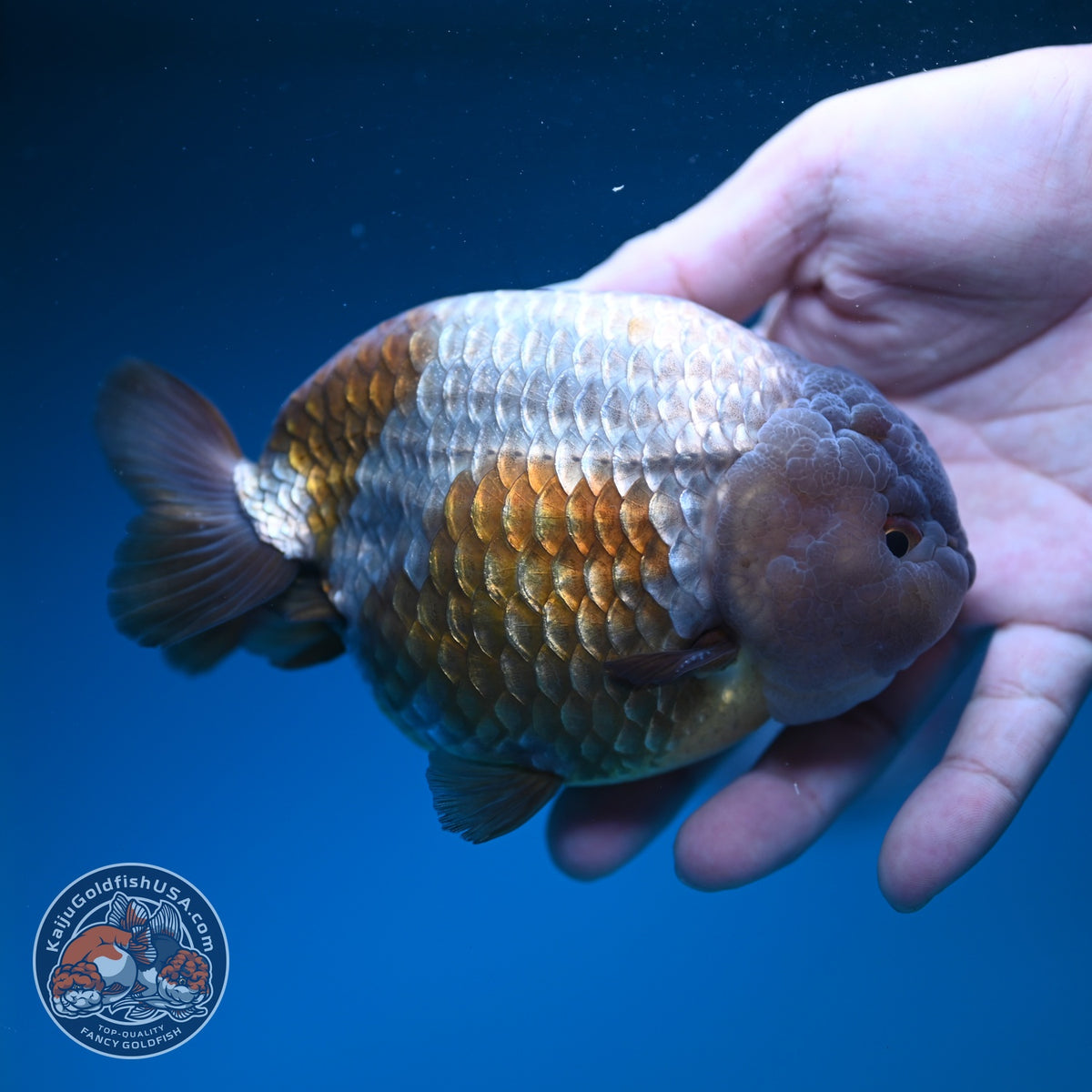 Jumbo Lavander Ranchu 5 inch Body (261002_RC01)