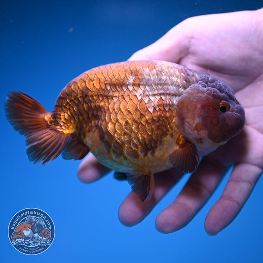 Jumbo Lavander Ranchu 5 inch Body (261016_RC06)