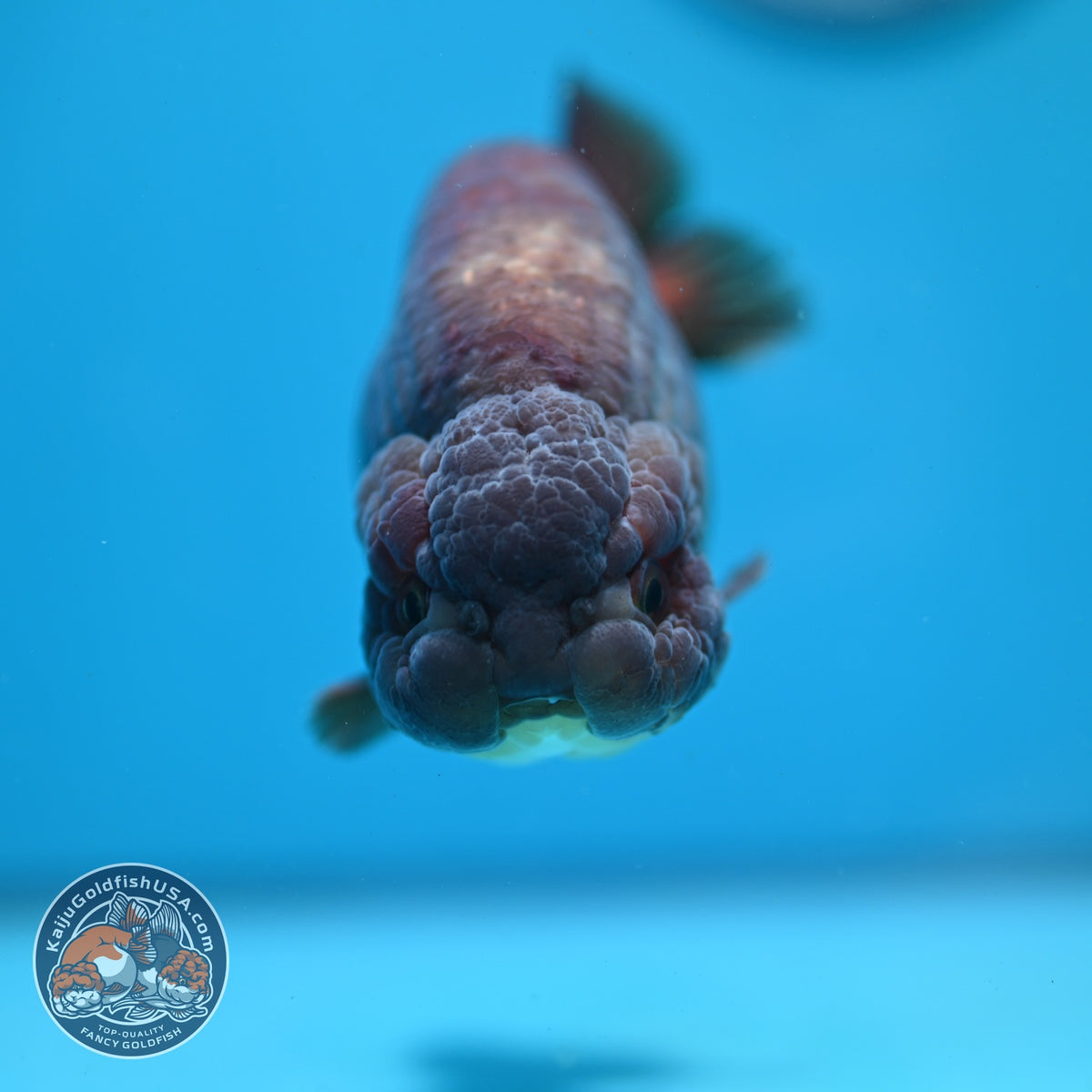 Jumbo Lavander Ranchu 5 inch Body (261016_RC06)