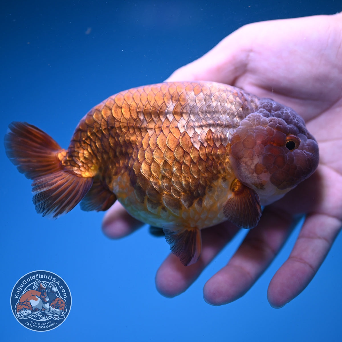 Jumbo Lavander Ranchu 5 inch Body (261016_RC06)