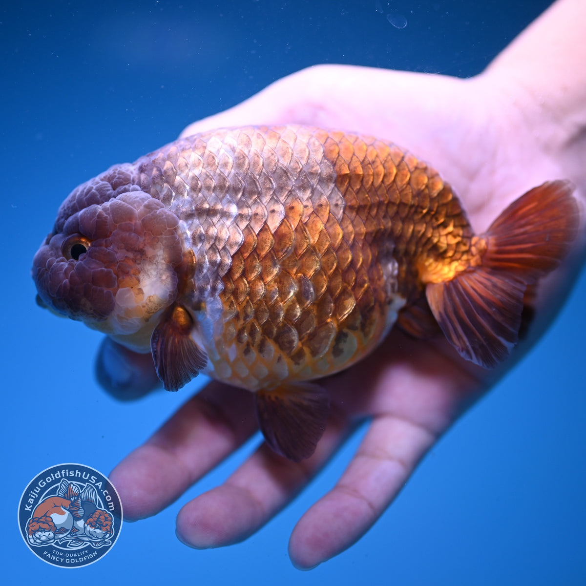 Jumbo Lavander Ranchu 5 inch Body (261016_RC06)