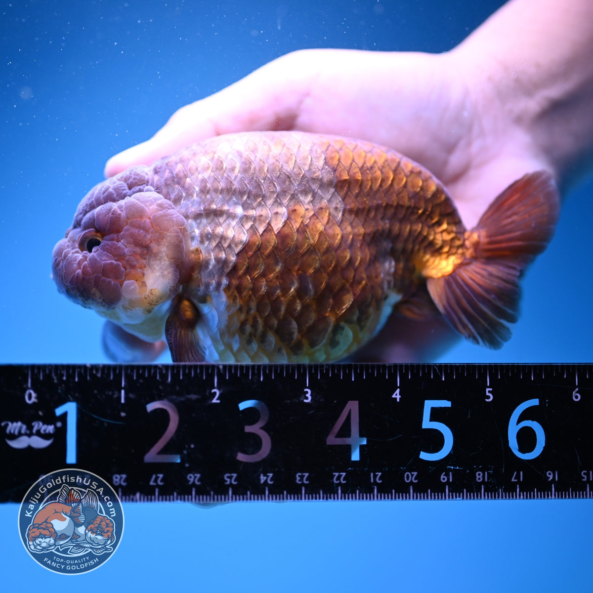 Jumbo Lavander Ranchu 5 inch Body (261016_RC06)