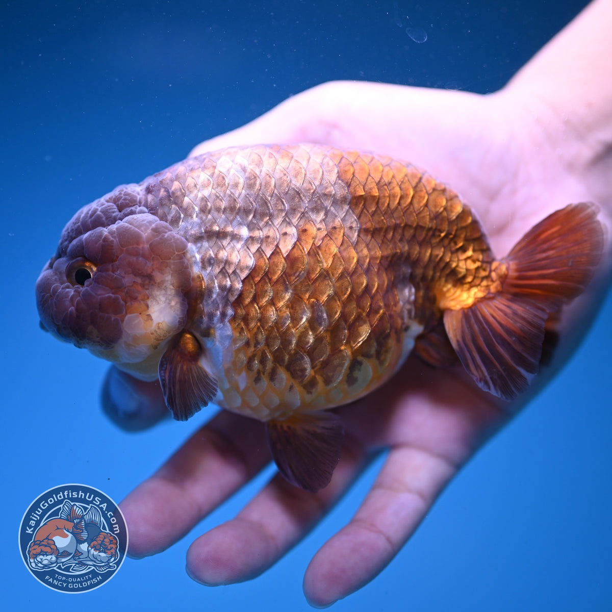 Jumbo Lavander Ranchu 5 inch Body (261016_RC06)