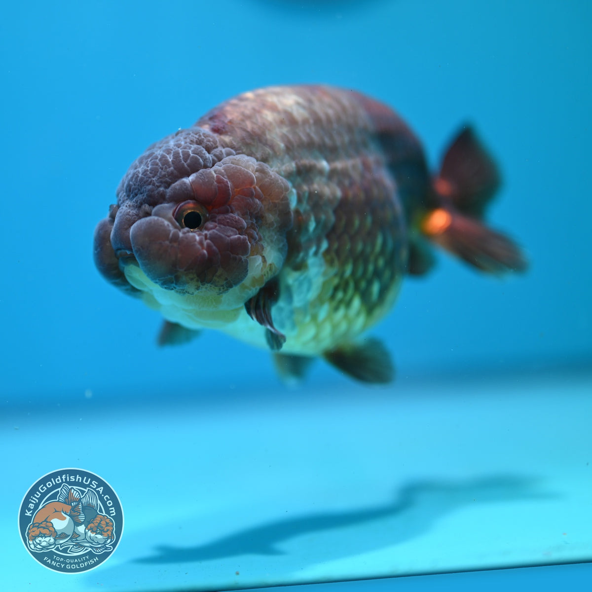 Jumbo Lavander Ranchu 5 inch Body (261016_RC06)