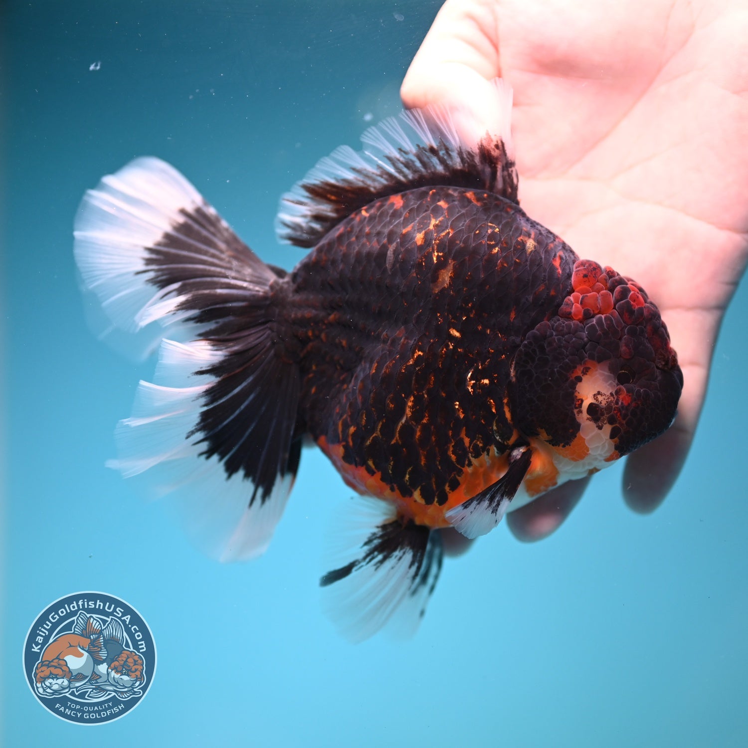 Jumbo Red Kirin Oranda 4.5 inch Body (260828_OR24)