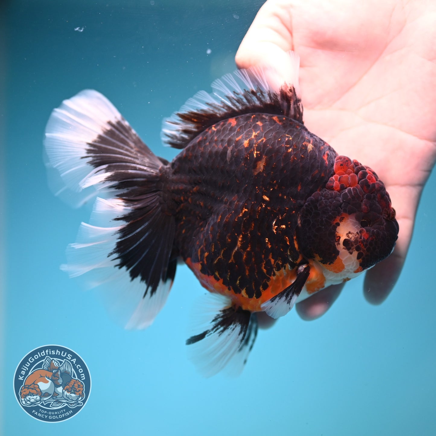 Jumbo Red Kirin Oranda 4.5 inch Body (260828_OR24)