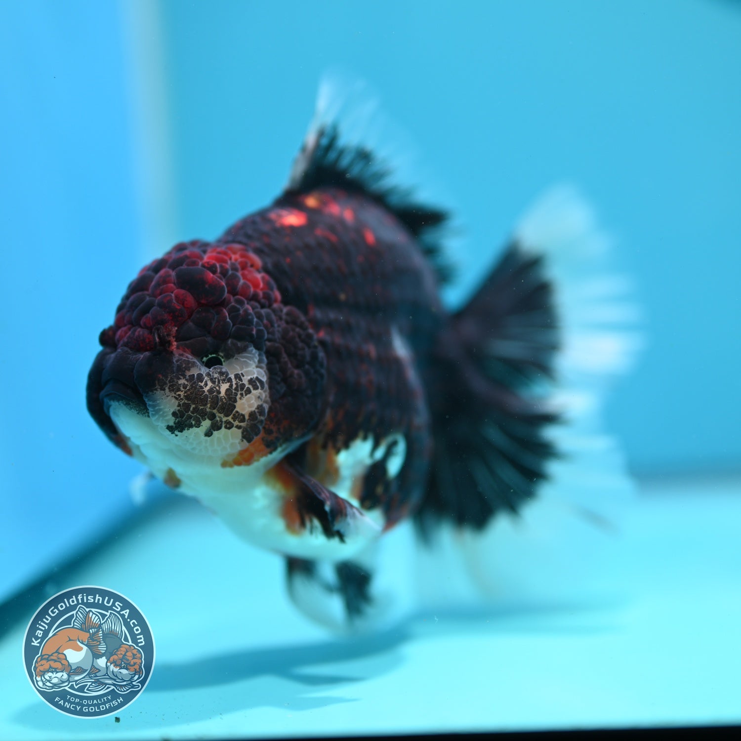 Jumbo Red Kirin Oranda 4.5 inch Body (260828_OR24)