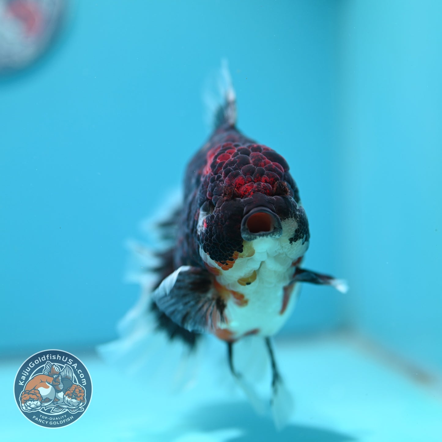 Jumbo Red Kirin Oranda 4.5 inch Body (260828_OR24)