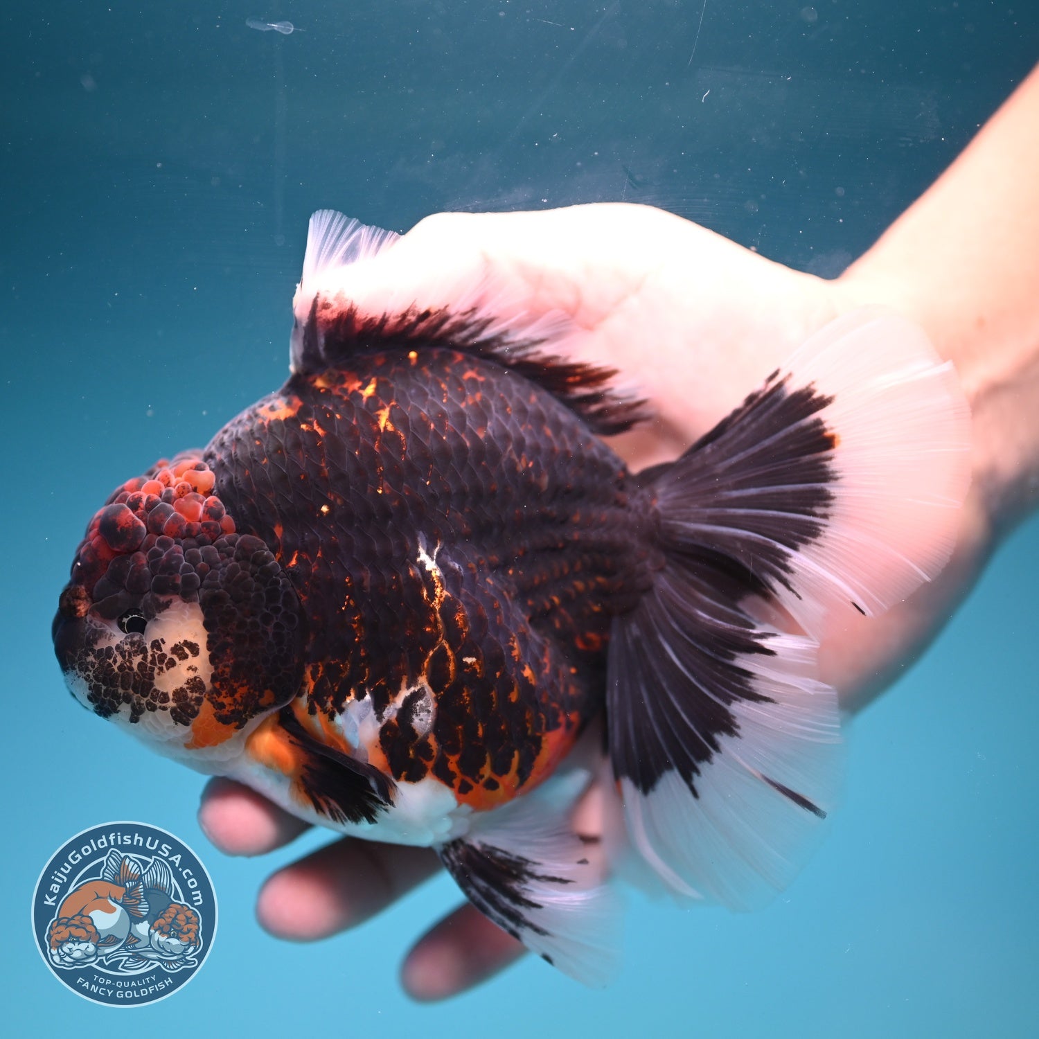 Jumbo Red Kirin Oranda 4.5 inch Body (260828_OR24)