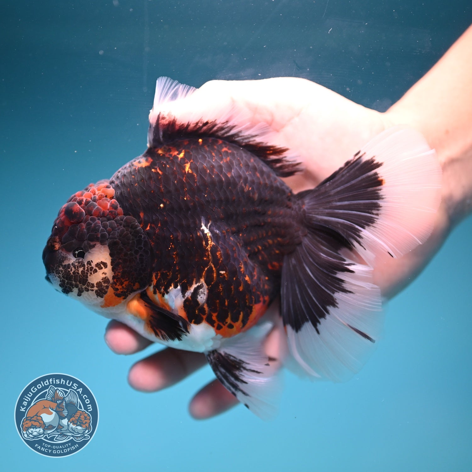 Jumbo Red Kirin Oranda 4.5 inch Body (260828_OR24)