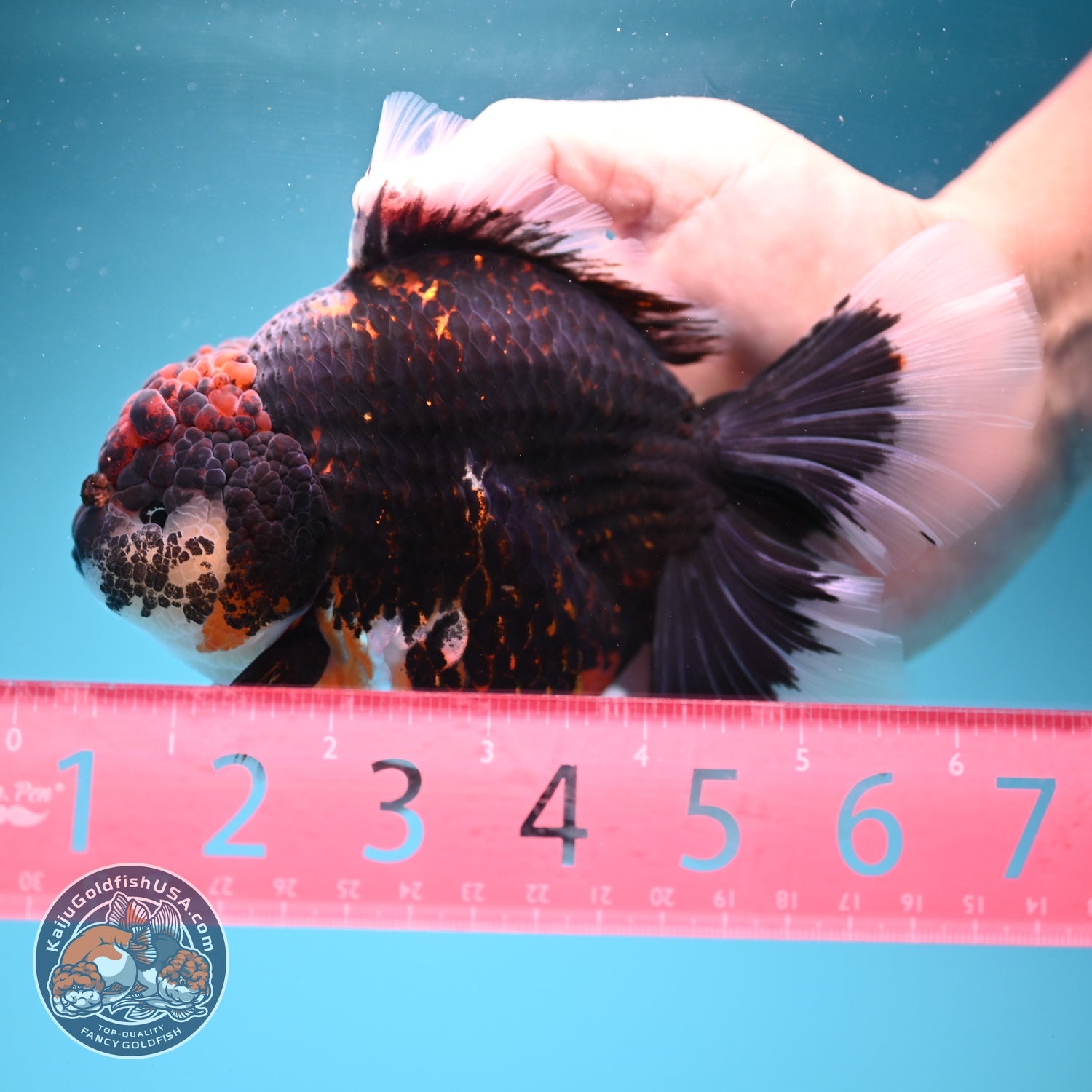 Jumbo Red Kirin Oranda 4.5 inch Body (260828_OR24)