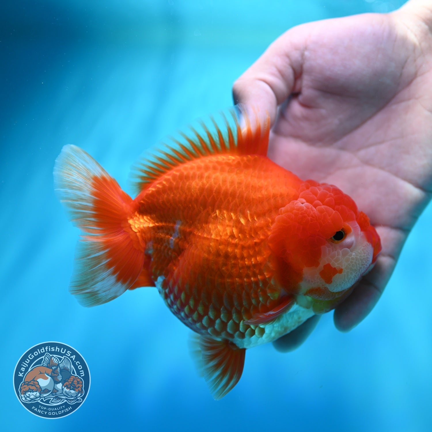 Jumbo Red White YuanBao Oranda 5 inch Body (260529_OR05)