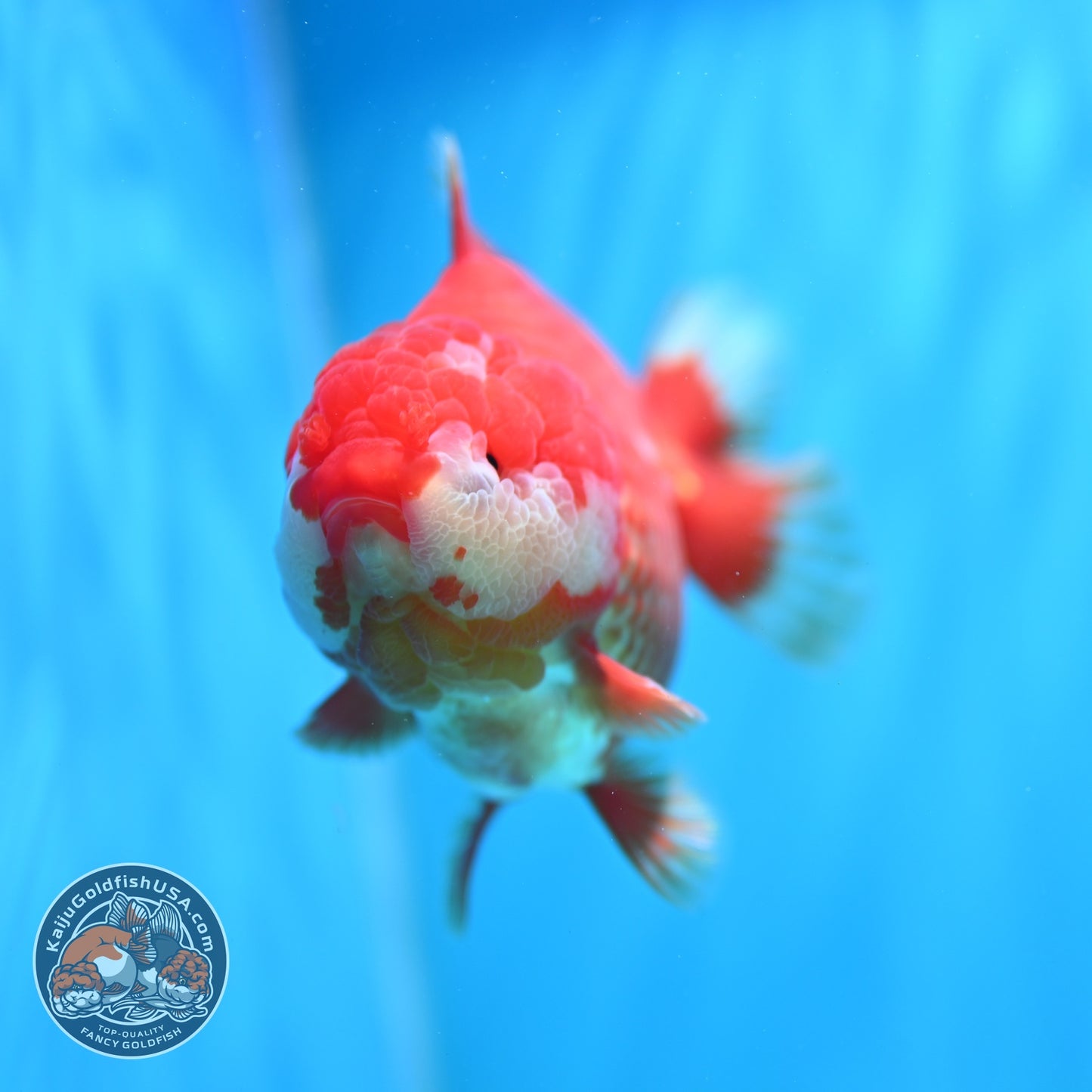 Jumbo Red White YuanBao Oranda 5 inch Body (260529_OR05)